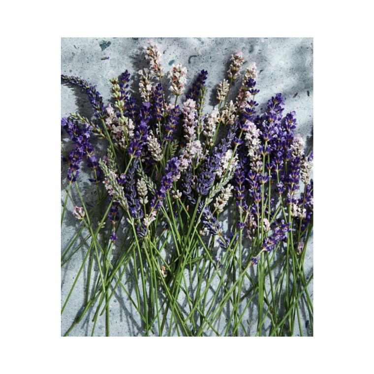 Lavender - hardcover